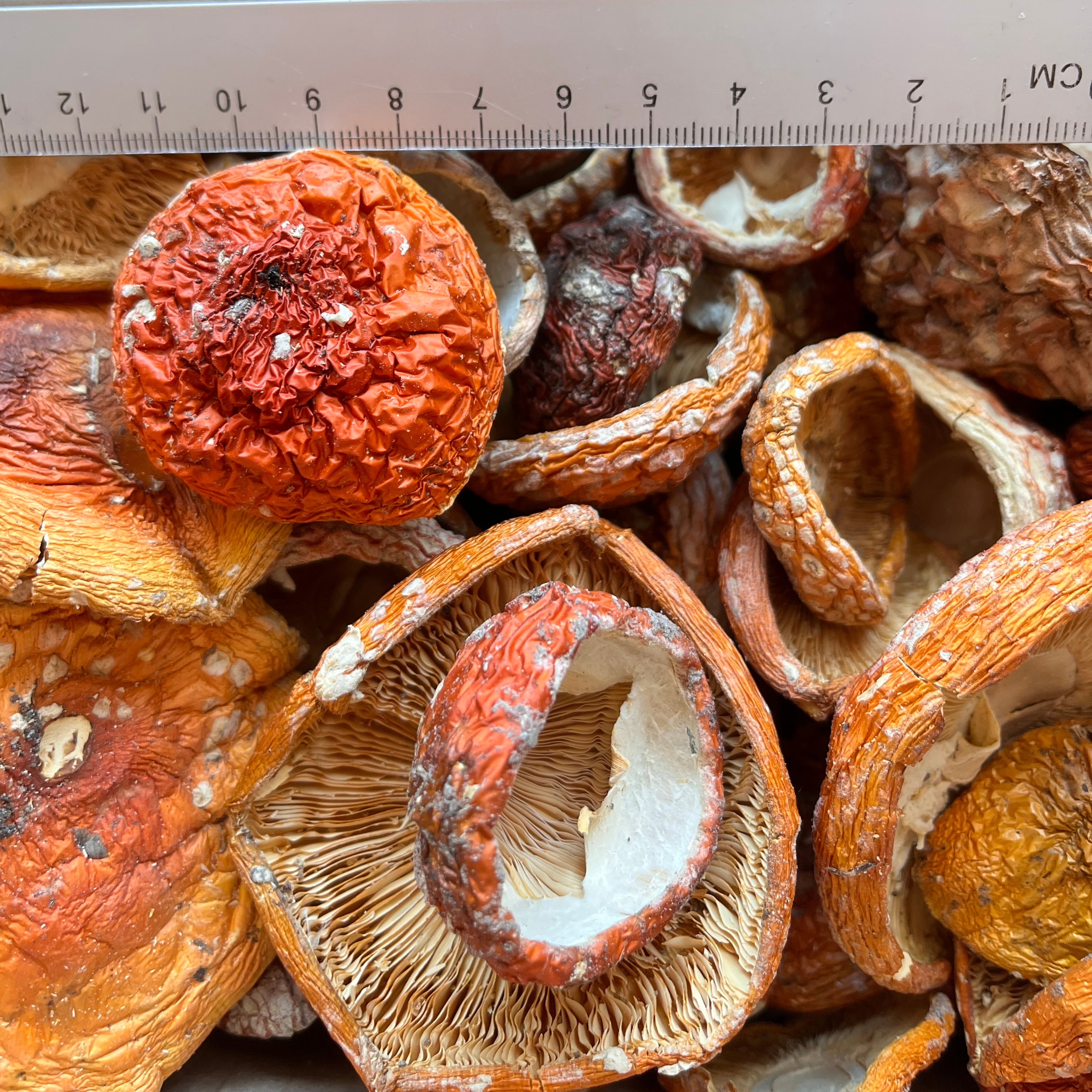 Roter Fliegenpilz kaufen Schweiz