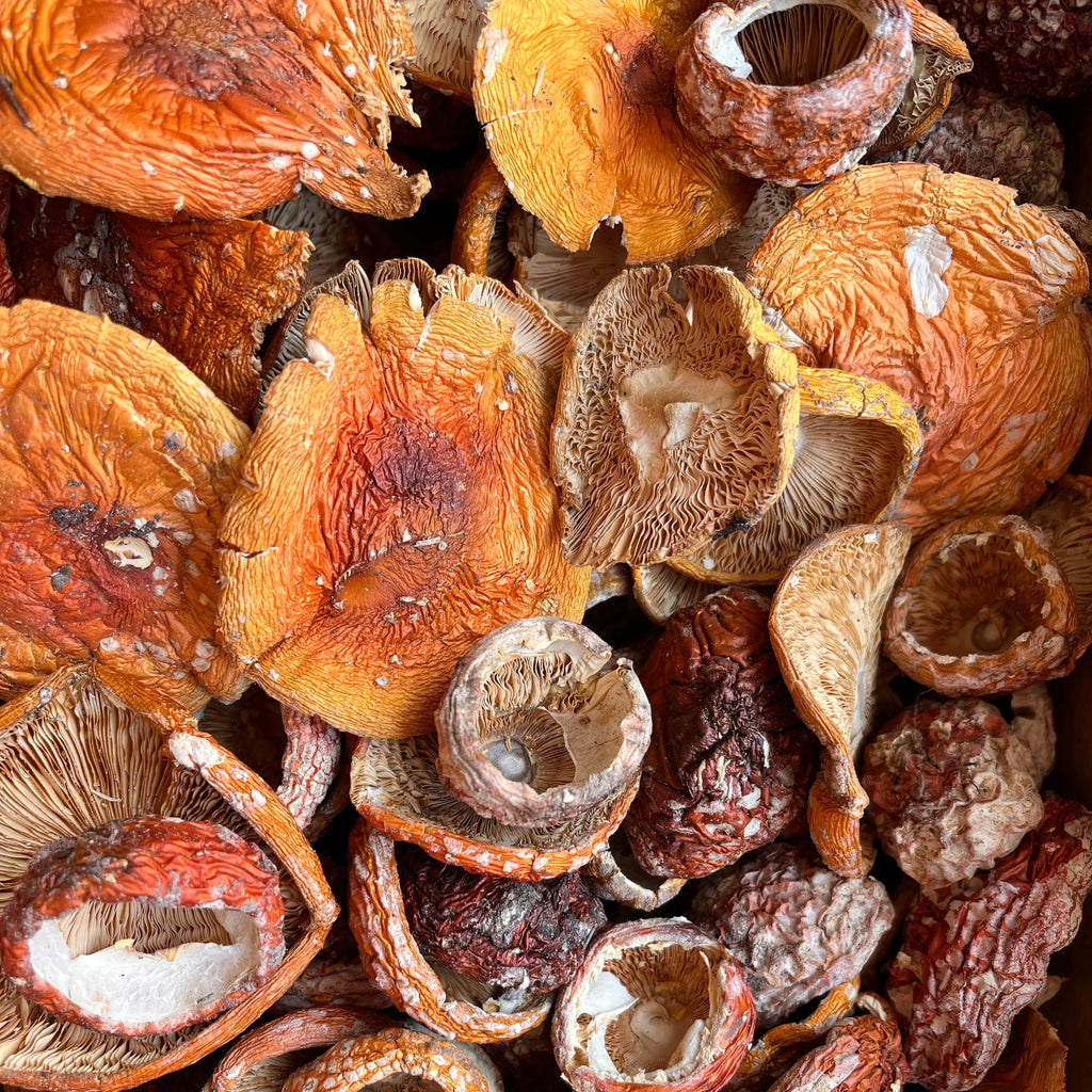 Roter Fliegenpilz (Amanita muscaria)