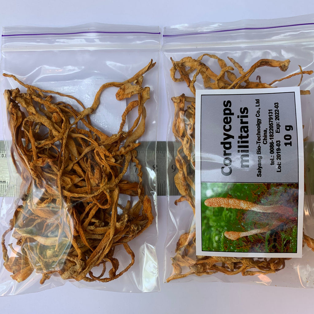 Cordyceps militaris 10 g