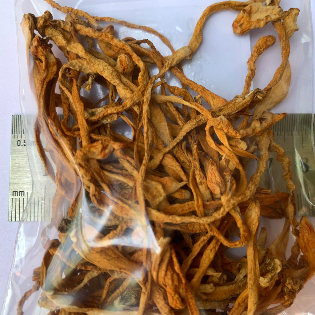 Vitalpilz Cordyceps kaufen Schweiz
